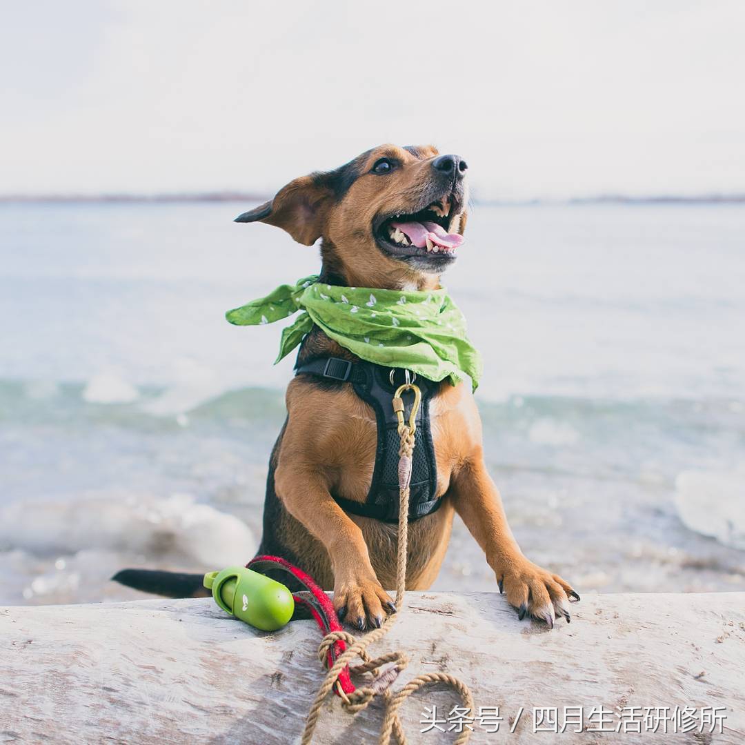 家有毛孩子｜老司机说不买齐这些甭养狗