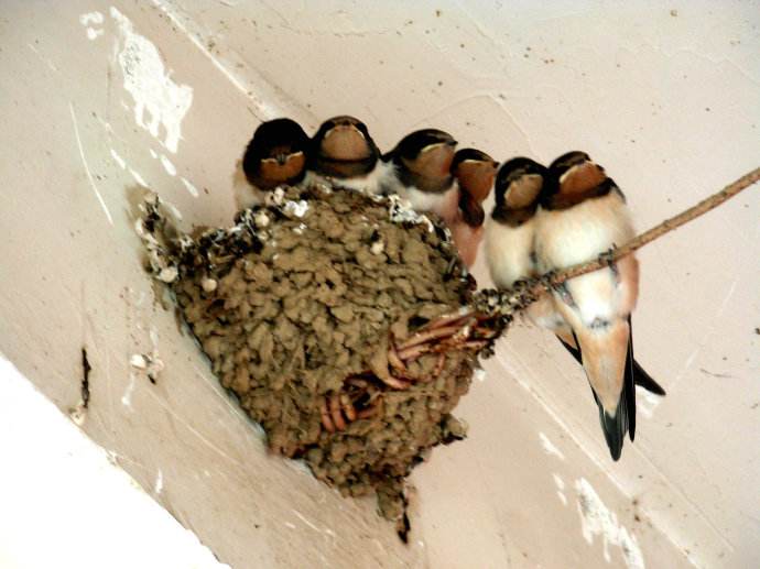 为什么燕子筑巢有的浅有的特别好 (这几年燕子总是往家里住啥原因)
