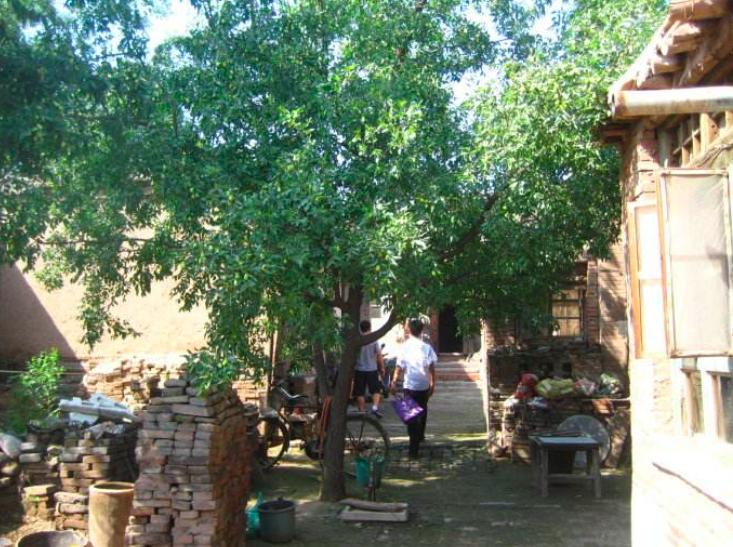 农村的大枣都熟了，一竹竿子打下来无数美味