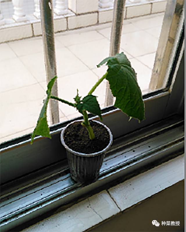 阳台种蔬菜烂根小妙招,阳台无土栽培的黄瓜