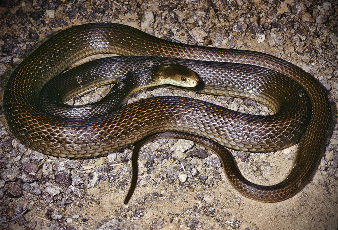 世界十大毒蛇之一的太攀蛇，在陆地毒蛇中毒性排名第三！