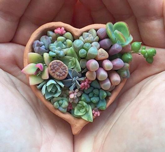 多肉叶插怎么提高存活率,多肉叶插怎么才存活率高