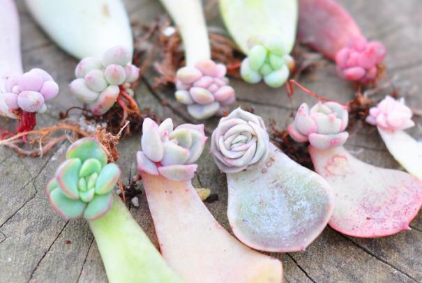 多肉叶插怎么提高存活率,多肉叶插怎么才存活率高