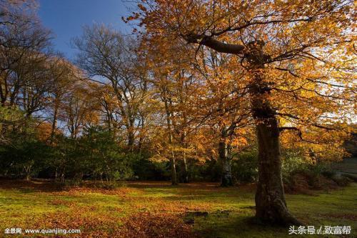 2022年苗木市场行情,西北地区苗木市场行情