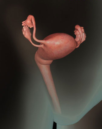 孕宝生长图,胎宝宝3d立体动画