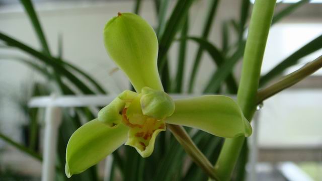 兰花施肥磷酸二氢钾间隔多长时间,兰花施肥是叶面施肥好还是灌根好