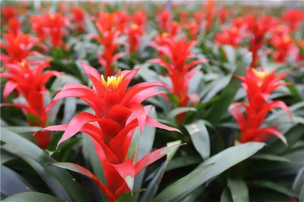 凤梨花叶子发黄了怎么办,凤梨花叶子发黄