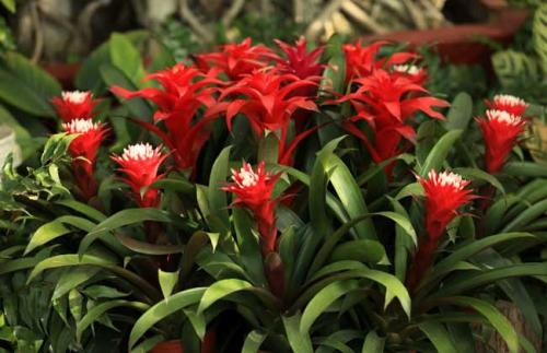 凤梨花叶子发黄了怎么办,凤梨花叶子发黄