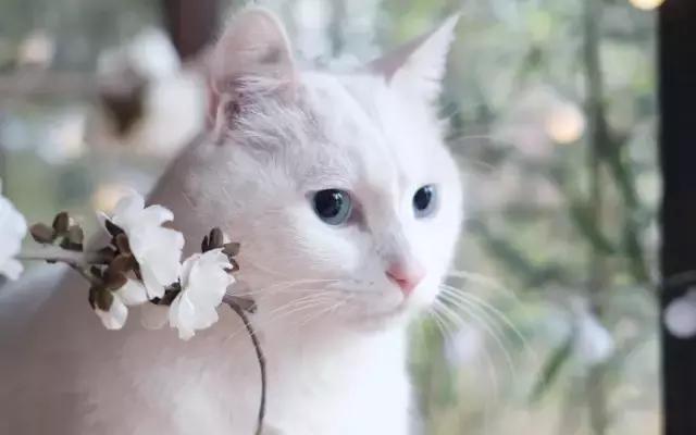 猫咪走丢两天回来无精打采只喝水,猫咪走丢了怎么办怎么找也找不到