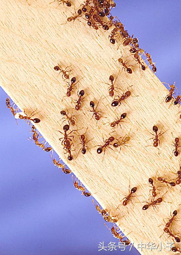 这7个生活中的冷门知识，真是有趣又有用