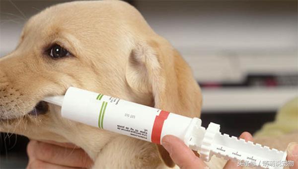 怎么检测泰迪狗得了犬瘟,泰迪犬得了犬瘟怎么治