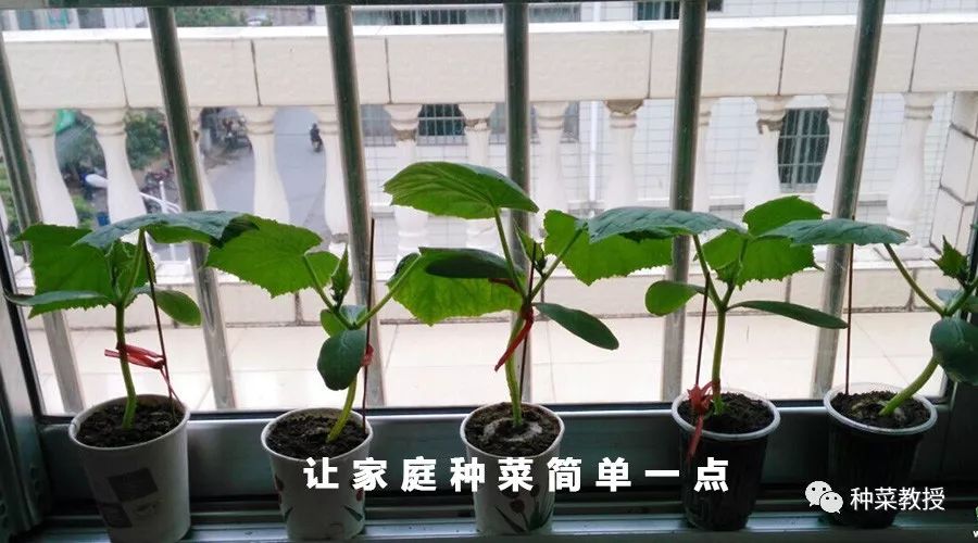阳台种蔬菜烂根小妙招,阳台无土栽培的黄瓜