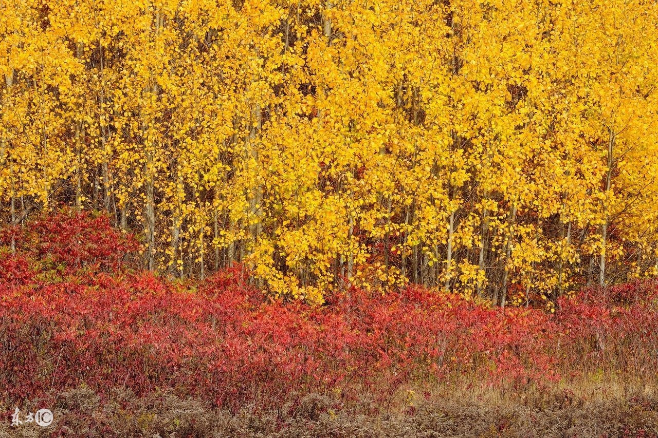 这种树让人闻风丧胆，一提起就害怕