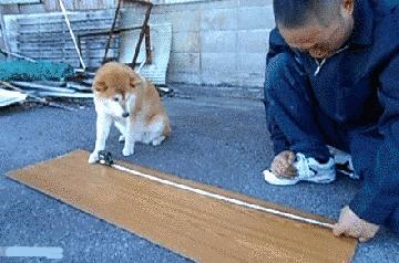 家长不让养宠物怎么办,家长不让孩子养宠物的原因的视频