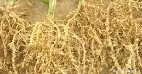 防治根结线虫最好的药,防治根结线虫病用什么农药