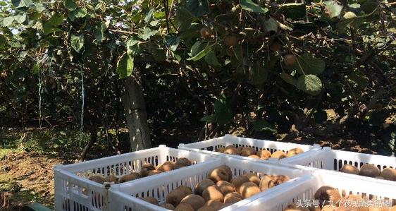 周至眉县争抢“中国猕猴桃之乡”与其争高低不如强强联合