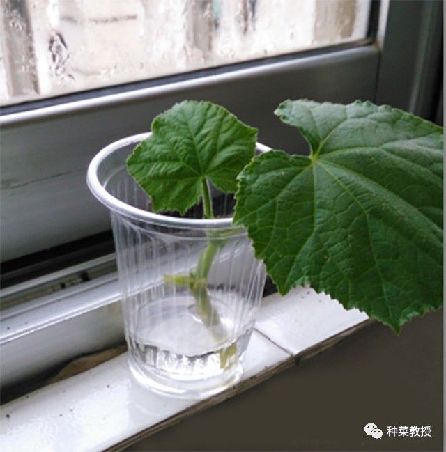 阳台种蔬菜烂根小妙招,阳台无土栽培的黄瓜