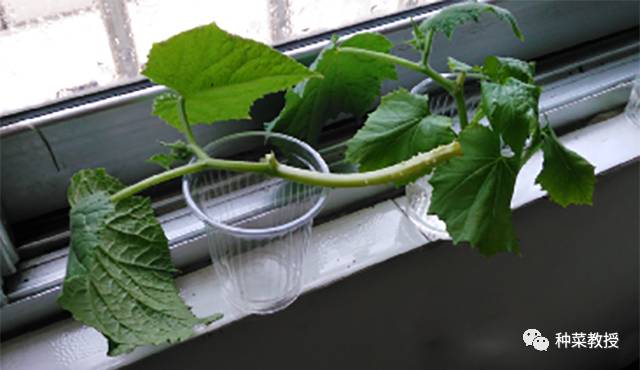 阳台种蔬菜烂根小妙招,阳台无土栽培的黄瓜