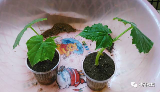 阳台种蔬菜烂根小妙招,阳台无土栽培的黄瓜