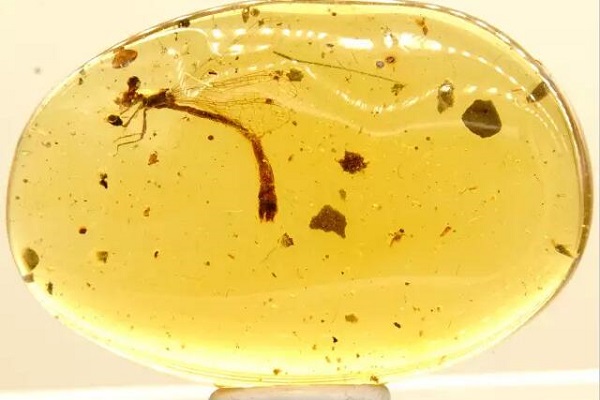 又一个30万的教训，一个小虫珀凭什么吓坏两个大男人？