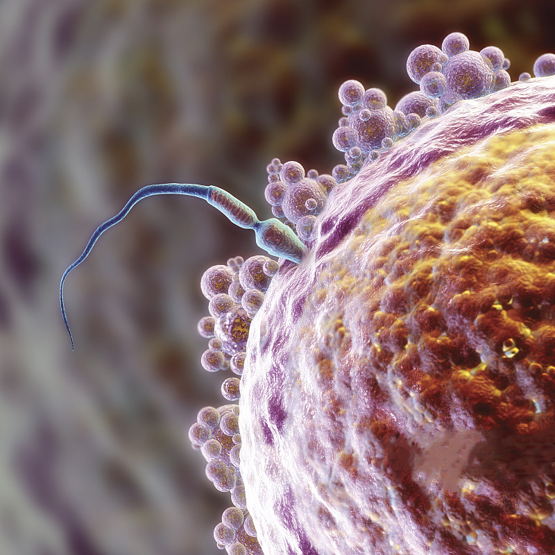 判断母牛怀孕的7种方法,怎么判断母兔已经怀孕