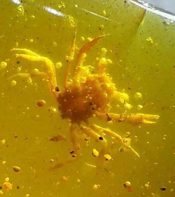 又一个30万的教训，一个小虫珀凭什么吓坏两个大男人？