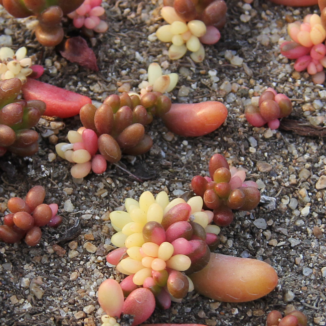 多肉叶插怎么提高存活率,多肉叶插怎么才存活率高