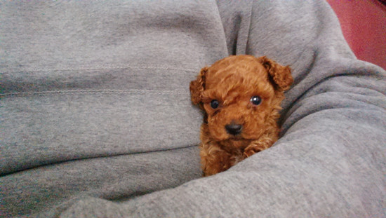 家长不让养宠物怎么办,家长不让孩子养宠物的原因的视频