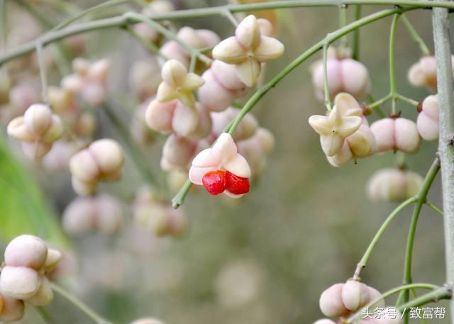 2022年苗木市场行情,西北地区苗木市场行情