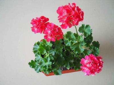 月季茉莉栀子花杀虫药,月季茉莉栀子花肥料