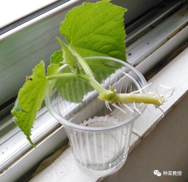 阳台种蔬菜烂根小妙招,阳台无土栽培的黄瓜