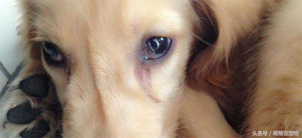 怎么检测泰迪狗得了犬瘟,泰迪犬得了犬瘟怎么治