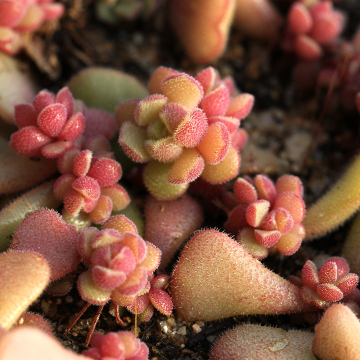 多肉叶插怎么提高存活率,多肉叶插怎么才存活率高