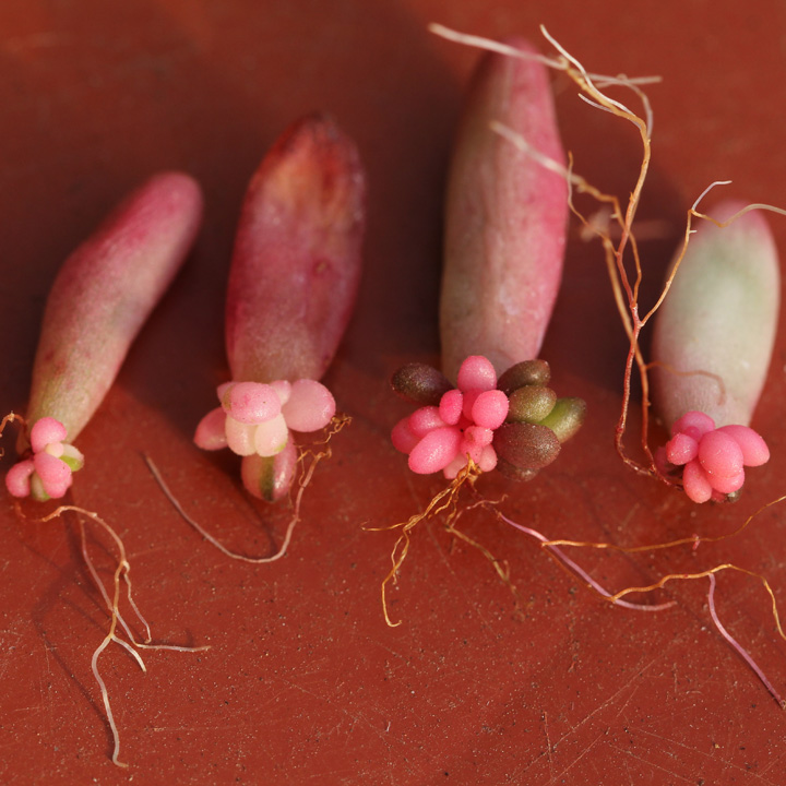 多肉叶插怎么提高存活率,多肉叶插怎么才存活率高