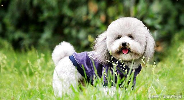 犬顽固性便秘,老年犬便秘的治疗方法