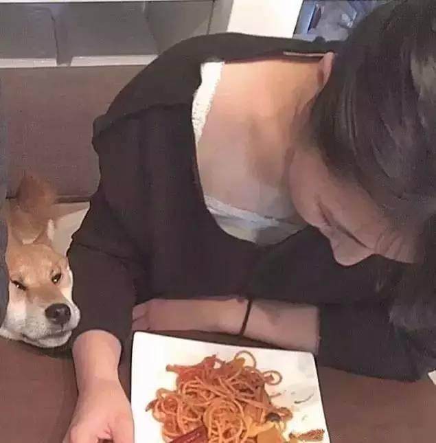 养宠物真的很浪费时间和精力吗,没有经济跟精力养宠物狗怎么办