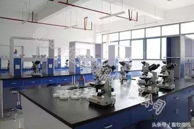 凝结芽孢杆菌作用机理及功能特点