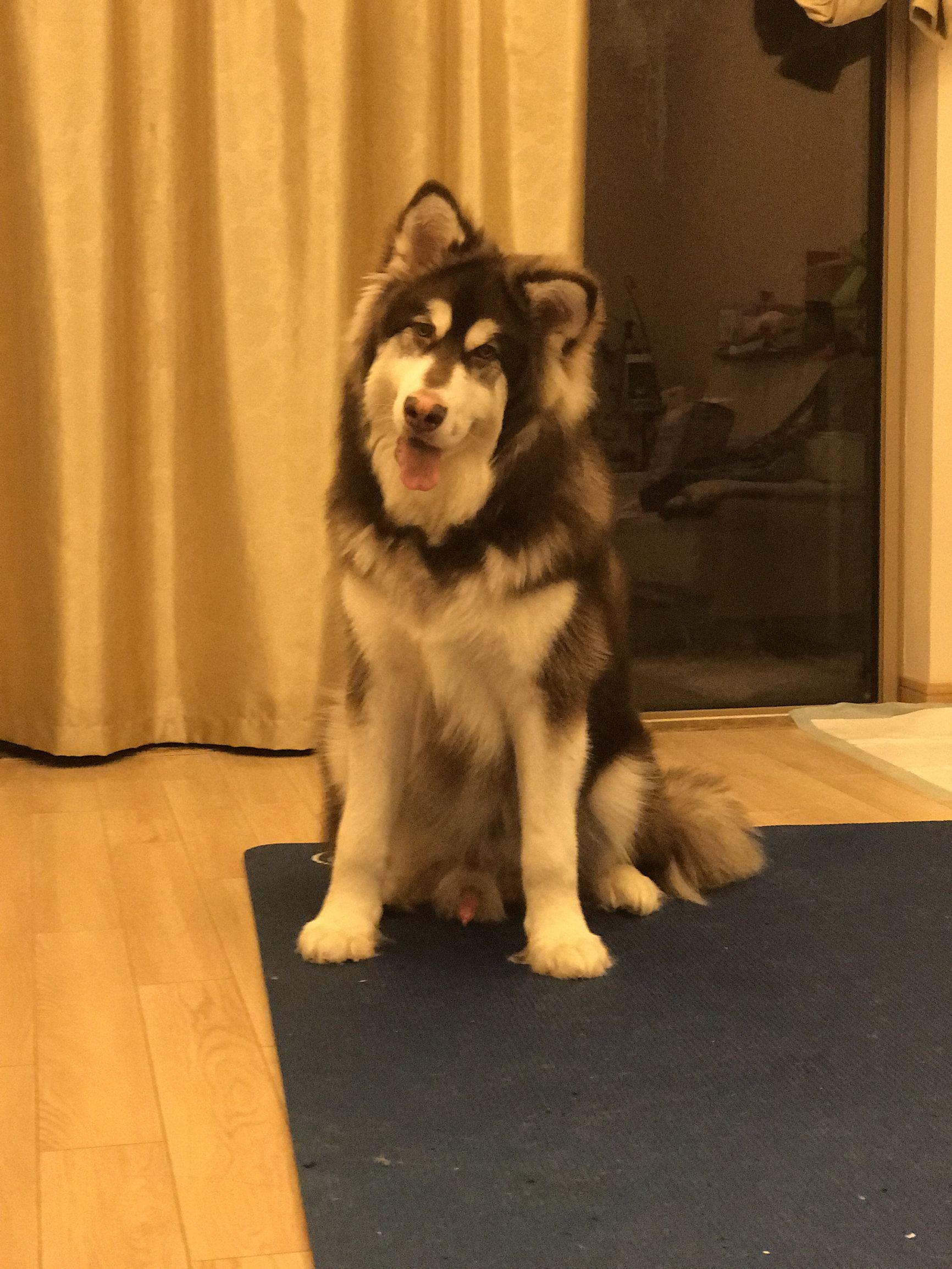 犬瘟出现肚子抽搐怎么治疗,犬瘟加细小治疗费用大概多少