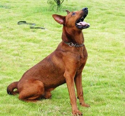 有比狼青厉害的狗吗,除了狼青还有什么狗是这种毛色