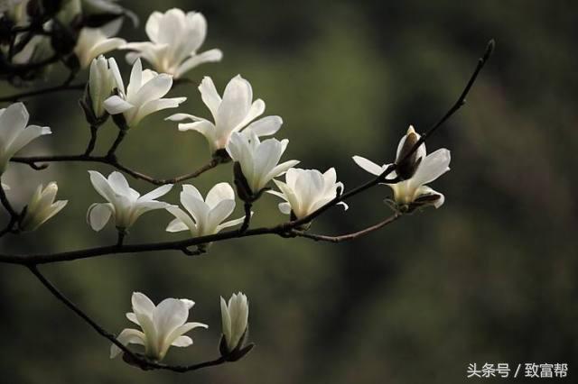 2022年苗木市场行情,西北地区苗木市场行情