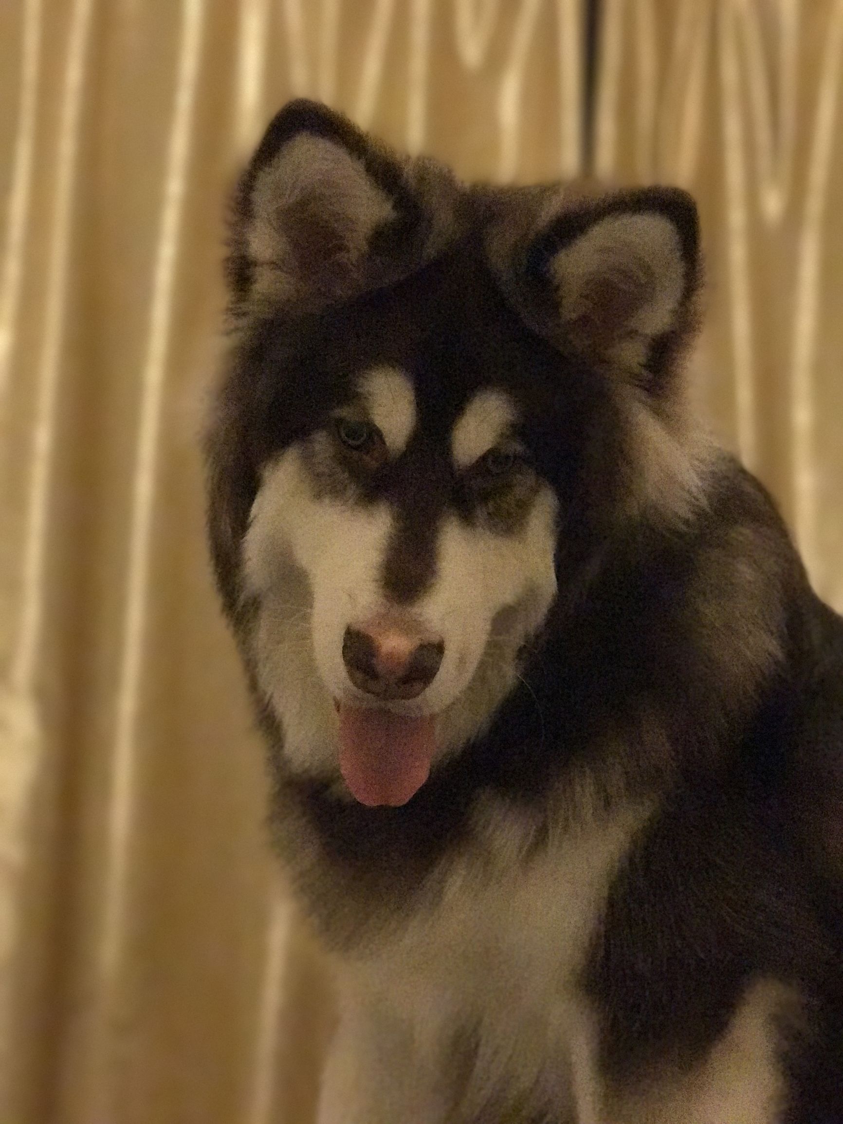 犬瘟出现肚子抽搐怎么治疗,犬瘟加细小治疗费用大概多少