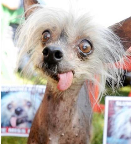 世界最丑狗比赛奖金,十大最丑犬比赛