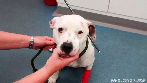 狗被弩射中走到身边求救,宠物狗头部被咬伤送医院