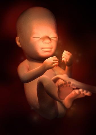 孕宝生长图,胎宝宝3d立体动画