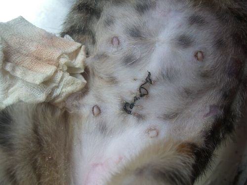 猫咪绝育关注事项，猫咪术后伤口愈合慢怎么办？