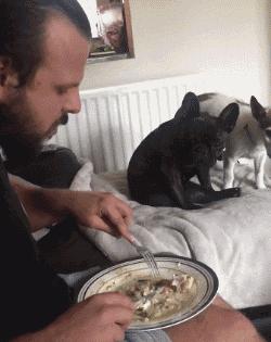 养宠物真的很浪费时间和精力吗,没有经济跟精力养宠物狗怎么办