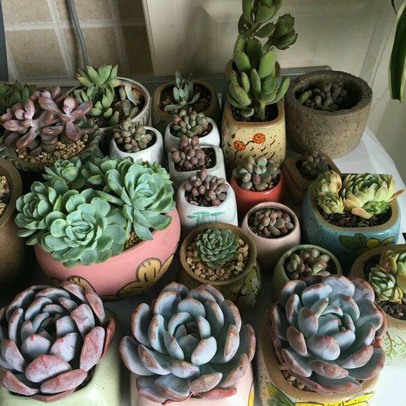 多肉砍头苗扦插后多久生根,多肉砍头生根最快方法