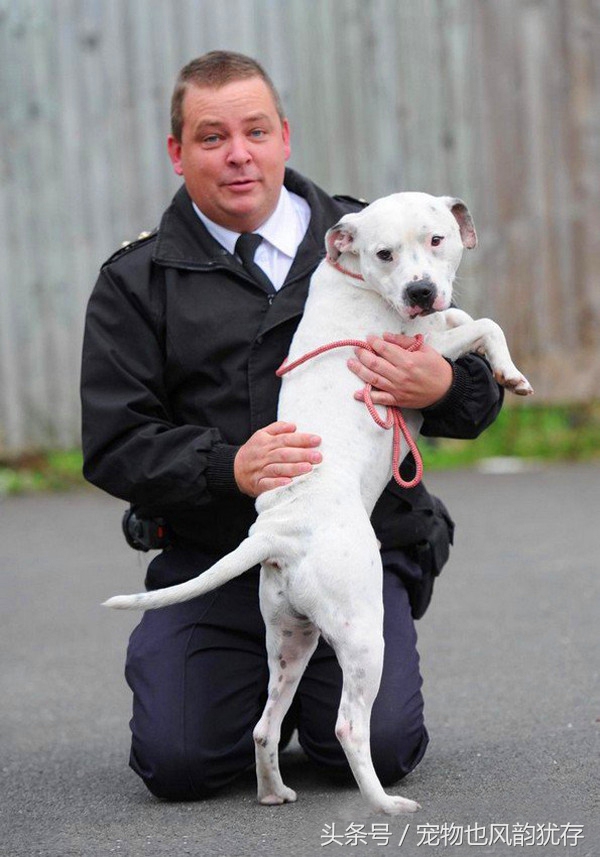 狗被弩射中走到身边求救,宠物狗头部被咬伤送医院