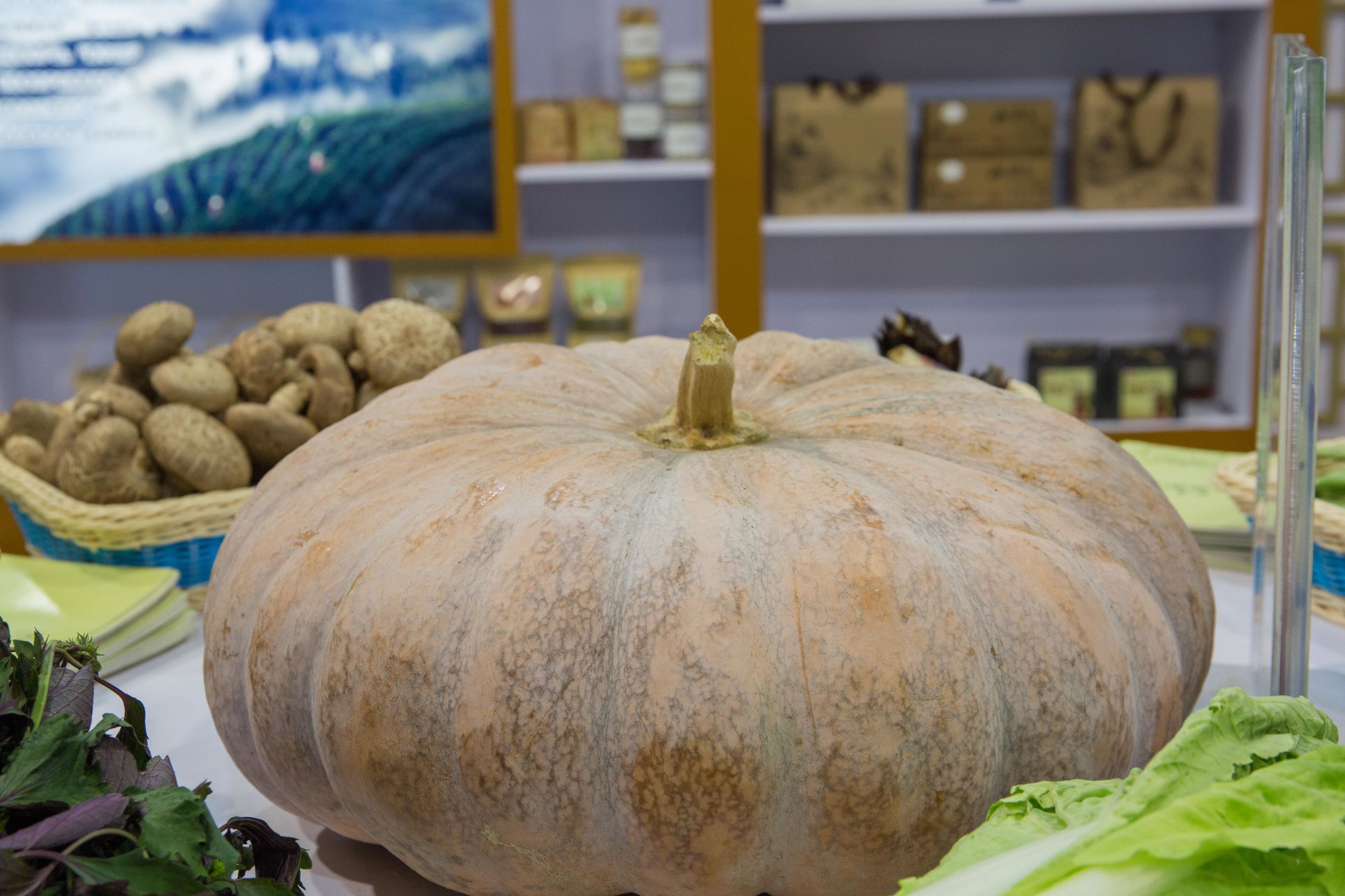 浙江农博会藏梨,在展博会体验满满未来感