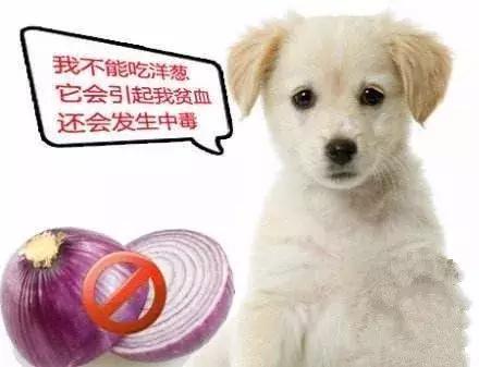 主人突然晕倒狗狗的反应,狗狗突然晕倒还吐怎么回事